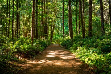 Forest path