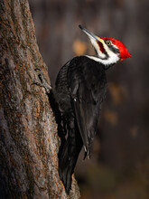 Female Pileated Woodpecker On Tree Trunk In Spring, Closeup Portrait