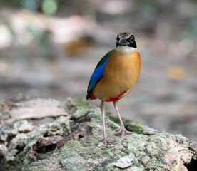 Wall Mural - Shallow focus shot of a blue-winged pitta bird on a rock