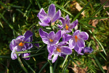 Sticker - crocus blossoms on the meadow