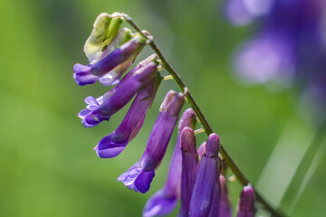 Canvas Print - Soft focus of purple hairy vetch flowers blooming at a field