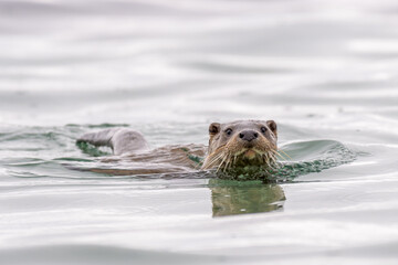 Canvas Print - Cute European otter swimming in the sea