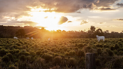 Canvas Print - Scenic view of cattle on the field during a bright sunset in Brazil