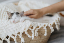 Hand Caressing Cute Little Kitten Sleeping On Soft Blanket In Basket. Adorable Kitty Napping. Adopt
