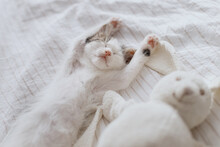 Cute Little Kitten Sleeping On Soft Bed With Bunny Toy. Adorable Tired Kitty Taking Nap On Cozy Bed