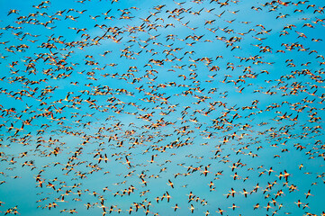 Poster - Group of Flamingos (Phoenicopterus roseus) flying in the blue sky