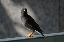 A Common Myna Perched On A Railing Looking At The Camera. 