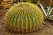 Kaktus w hiszpańskim ogrodzie