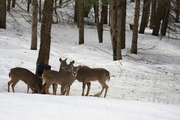 Sticker - Beautiful shot of deers in a snowy forest