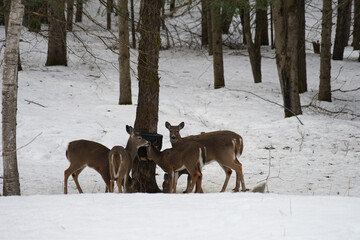 Sticker - Beautiful shot of deers in a snowy forest