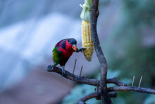Selective Focus Of The Black-capped Lory Perching On The Tree Branch And Eating Corn