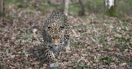 Wall Mural - a leopard is walking in the forest