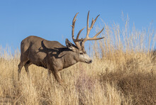 Buck Mule Deer In The Rut In Autumn In Colorado