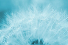 Dandelion Cap With Seeds Closeup. Light Summer Floral Background. Airy And Fluffy Wallpaper. Blue Tinted Backdrop. Dandelion Fluff  Wallpaper. Macro