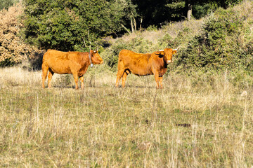 Sticker - Brown cows grazing in the green pasture in summer