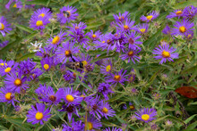 Closeup Shot Of Blooming Purple Aster Flowers On A Field