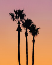 Palm Tree Silhouettes At Newport Beach During The Sunset In Orange County, California