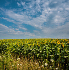 Fotomurales - Sunflower field landscape with flowers facing the sun