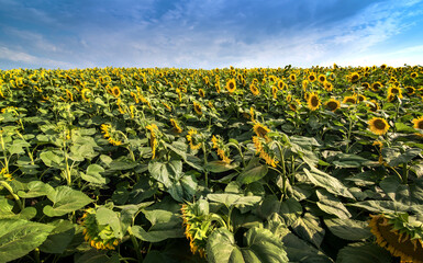 Fotomurales - Sunflower field with beautiful sky and flowers facing the sun