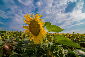 Fotomurales - Big flower closeup in front of sunflower field with and beautiful sky