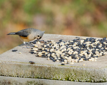 Closeup Of A Tufted Titmouse Bird Perched On Concrete Eating Sunflower Seeds In Dover, Tennessee