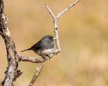 Closeup Of A Dark-eyed Junco Perched On A Tree Branch In Dover, Tennessee