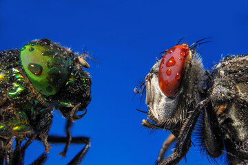 Macro photography of two insects on a blue background