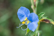 Closeup Of A Beautiful Blue Asiatic Dayflower In A Garden
