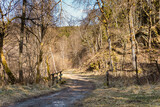 Fototapeta Londyn - A sunny day for hiking in the forest