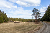 Fototapeta Londyn - A sunny day for hiking in the forest