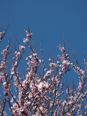 Wall Mural - fiori bianchi e rosa