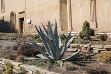 Really Huge Aloes In The Flower Bed