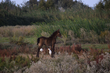 Sticker - Brown foal in a field during daylight