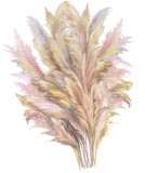 Fototapeta  - beige pampas grass bush painted in watercolor isolated on white background for boho style design