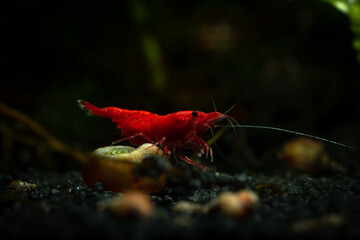 Wall Mural - Red neocaridina shrimp fire pet aquarium freshwater nature macro