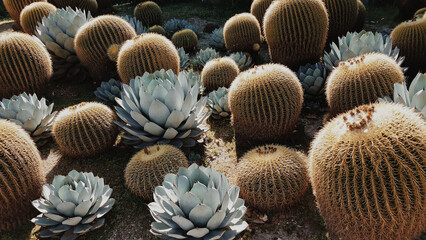 Wall Mural - Field of golden barrel cactuses (Echinocactus grusonii), also known as mother-in-law's cushion