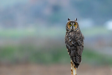 closeup shot of an owl on a tree branch with blurred background