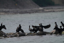 Group Of Cormorant Birds Are Standing On The Rocks At The Sea