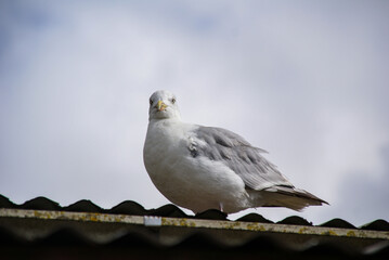 Close-up shot of an European herring gull sitting on a rooftop against a cloudy sky