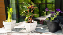Potted Flowers Stand On A Wooden Table Near The Window Outside The House. Garden Flowers In Pots For Decorating The Terrace. Callas And Begonias Are Germinated In Pots For Planting In A Flower Bed.