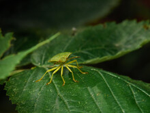 Chinavia Halaris - Stink Bug - A Beautiful Green Young Insect In Its Natural Habitat       