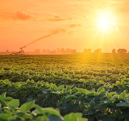 Wall Mural - Irrigation system on agricultural soybean field, rain gun sprinkler on helps to grow plants in the dry season, increases crop yields. Landscape beautiful sunset