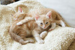 małe kotki domowe - kocie rodzeństwo na kanapie - dachowce