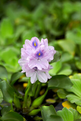 Wall Mural - water hyacinth seen from the park.
