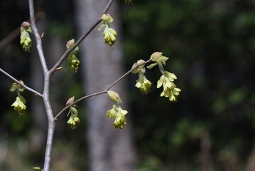 Poster - Spike winter hazel flowers. Hamamelidaceae deciduous shrub native to Japan. From March to April, spike-like inflorescences appear before the leaves emerge. The flowers are pale yellow five-petaled. 