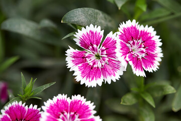 Wall Mural - Dianthus seen from the park.
