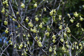 Canvas Print - Spike winter hazel flowers. Hamamelidaceae deciduous shrub native to Japan. From March to April, spike-like inflorescences appear before the leaves emerge. The flowers are pale yellow five-petaled. 