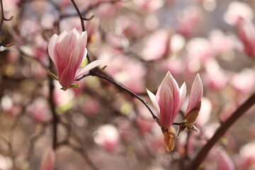 fiori di magnolia