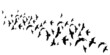 © zolotons - flying birds black silhouette isolated vector