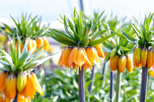 Fritillaria Imperialis, The Crown Imperial, Imperial Fritillary Or Kaiser's Crown. This Species Is The Fritillaria Imperialis “Rubra”. This Plant Is Native To Iran, Iraq, Pakistan, India And Turkey.